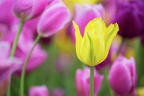 Yellow Pink And Purple Tulips Blooming Photograph By