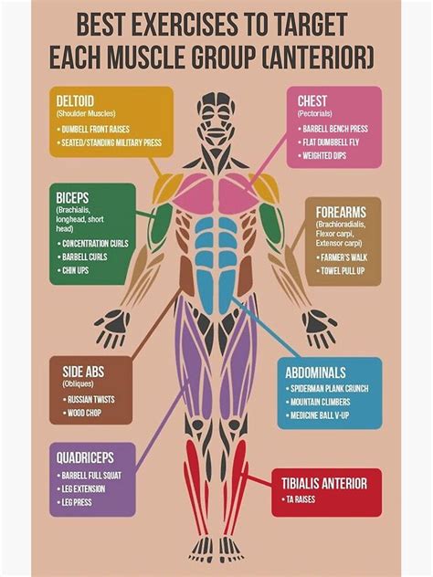 Best Exercises For Each Muscle Group Anterior Poster For Sale By