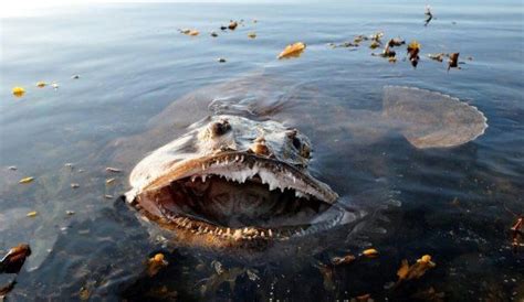 38 Entertaining Pics Perfect For A Lazy Saturday Ocean Creatures