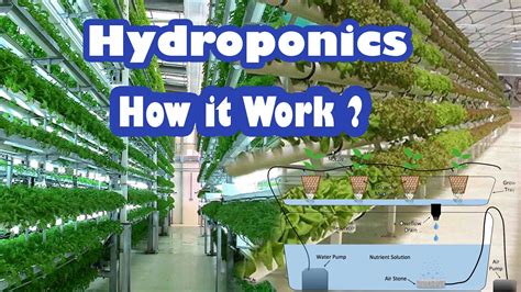 Hydroponics And How It Works Modern Farming