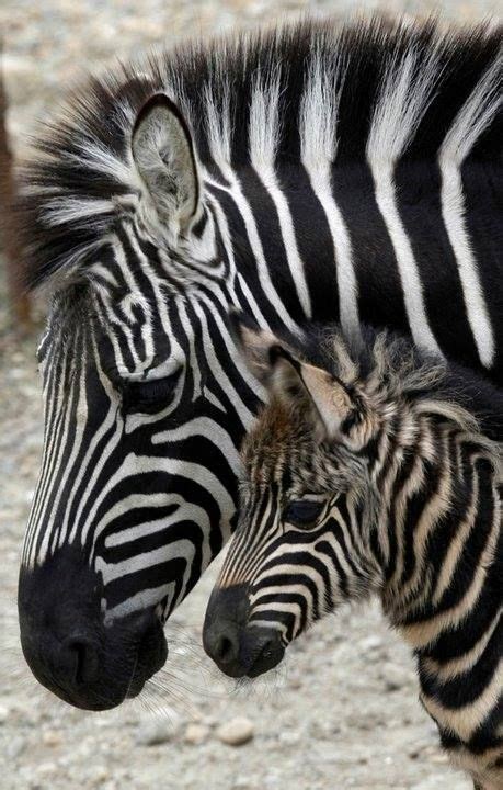 No Animal Has A More Distinctive Coat Than The Zebra Each Animals