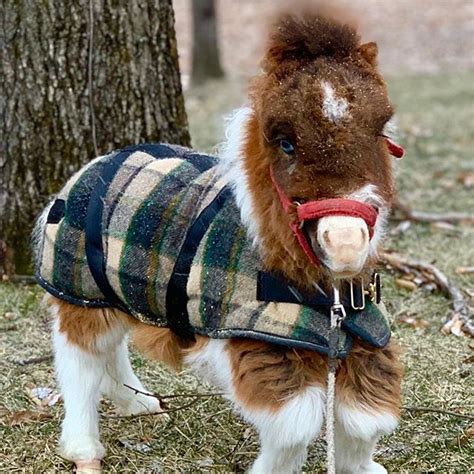 Synonyms are words that are similar to another word in meaning. Meet Martha - The Cutest Horse In The World - Our Funny ...
