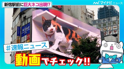 新宿駅前に巨大猫が出現！？大迫力の3d映像に通行人も驚愕 Youtube