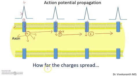 Action Potential Conduction Velocity Youtube