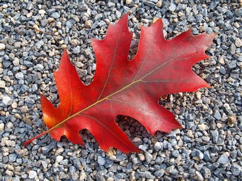 무료 이미지 빨간 흙 시즌 단풍 나무 단풍잎 이파리 참나무 가을 잎 가을 색 꽃 피는 식물 우디 식물