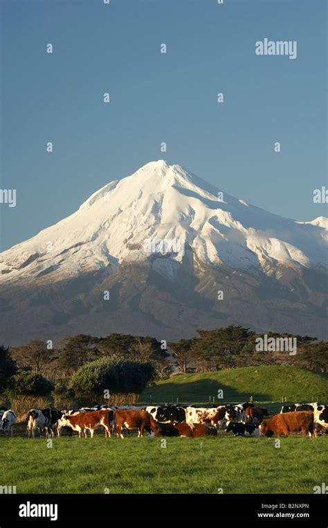 Dairy Cows And Farmland Near Opunake And Mt Taranaki Mt Egmont Taranaki