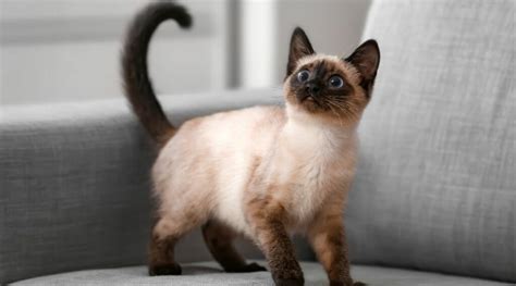 Applehead Siamese Cat Breed Overview Traits Care And More