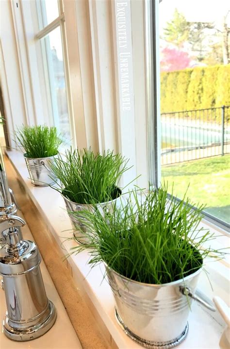 How To Grow Grass Indoors Exquisitely Unremarkable