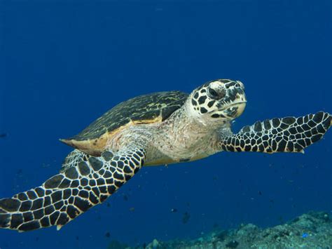 Hawksbill Sea Turtle Habitat