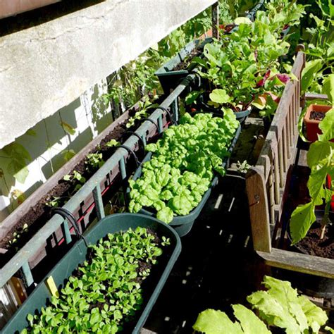 If you only have a balcony to grow on, don't let it stop you from indulging your horticultural desires. Salads Gallery - Diary of a Brussels Kitchen Garden