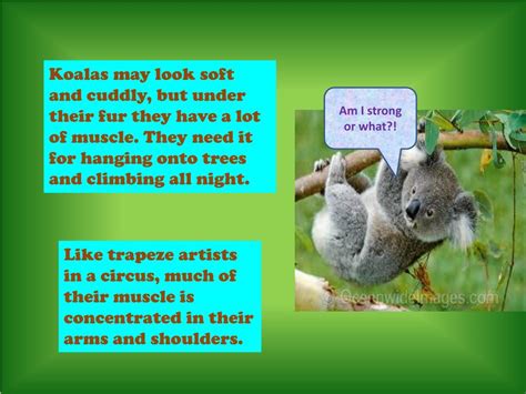 Ppt Koala Adaptations Powerpoint Presentation Free Download Id2165249