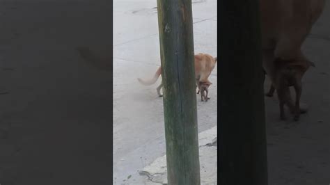 Perro Se Viola A Perrita Chiquita Xd Youtube