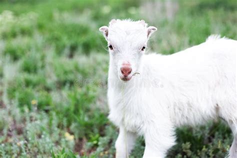 Cute White Baby Goat In Green Grass Of Meadow Stock Image Image Of