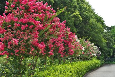 You can fill your garden with zones: Zone 9 Full Sun Trees: Growing Trees That Tolerate Full Sun