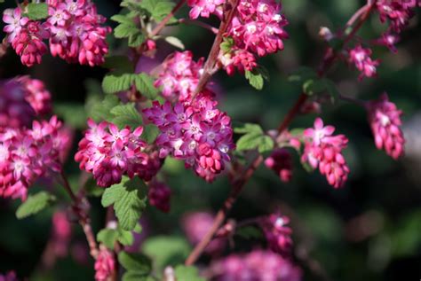 The beautyberry shrub (callicarpa spp.) has clusters of small white flowers in the spring, camellias have larger flowers in shades of red, pink and white, the red flowering currant (ribes sanguineum) has. Garden Flowers: Ribes sanguinium, the flowering currant ...
