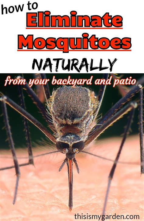 Singapore isn't the only country throwing mosquitoes into the air. How To Eliminate Mosquitoes Naturally From Your Backyard ...