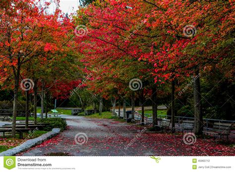 Stanley Park In The Fall Editorial Photography Image Of Beautiful