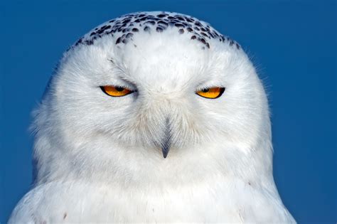 Owl Snowy Owl Bird Wallpaper Hd Animals 4k Wallpapers Images