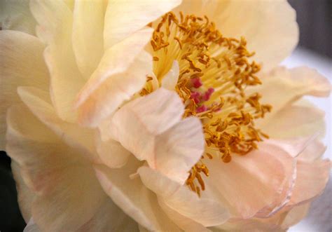 Images Gratuites Fleur Pétale Floraison Rose Jaune Flore Fermer