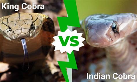 King Cobra Vs Indian Cobra What Are The Differences Az Animals