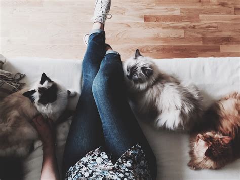 Oct 09, 2020 · what to do if a cat bites you first, you want to try to flush out as much bacteria as possible and then irrigate the wound with water. Cat-Scratch Disease Is A Thing—What You Need To Know | SELF