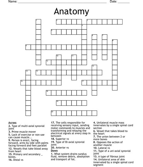 Anatomy Crossword Wordmint