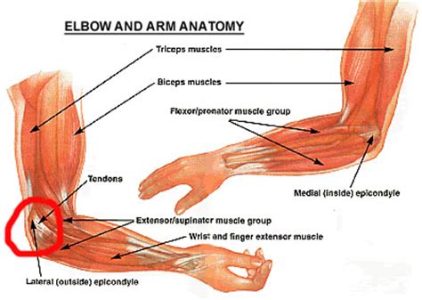 Has an inferior groove for the tendon of the flexor hallucis longus. Bullpen Mom: Pitching Doctor Strikes Again