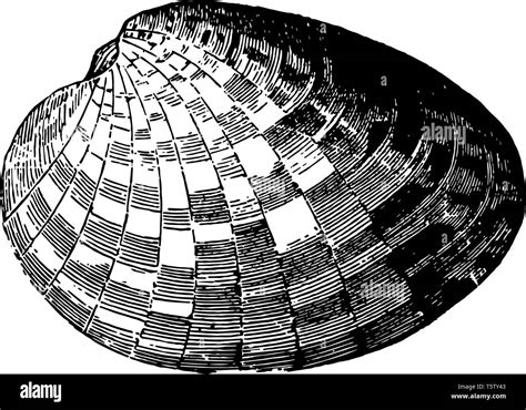 Cytherea Imágenes Vectoriales De Stock Alamy