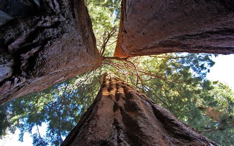 Sequoia Wallpapers Wallpaper Cave