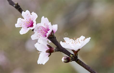 Peach Blossom In Spring Stock Image Image Of Trunk Flower 68913269