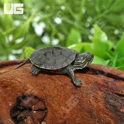 Baby Western Painted Turtles Chrysemys Picta For Sale Underground