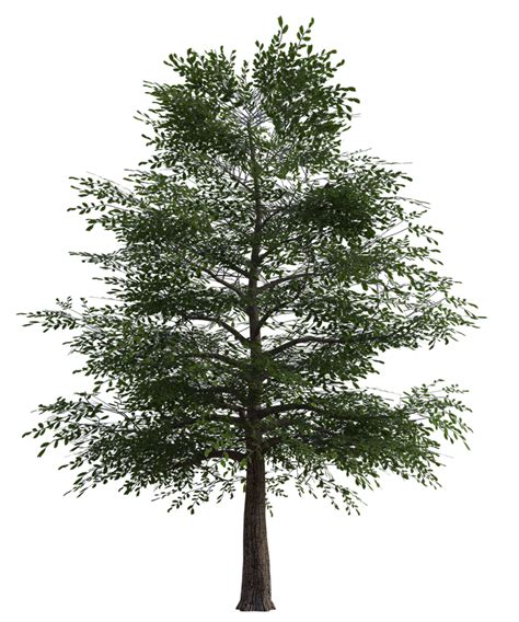 Free Tree 2 Png Overlay By Lewis4721 On Deviantart
