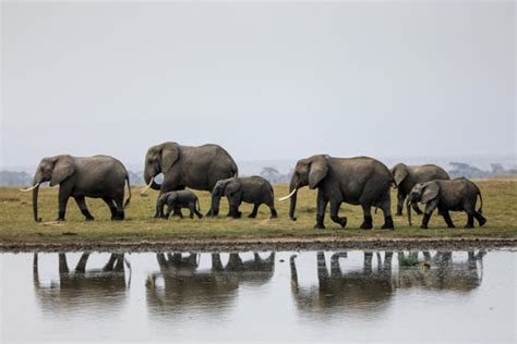 밀렵 피한 코끼리 가뭄으로 더 많이 죽는다 기후위기의 참극