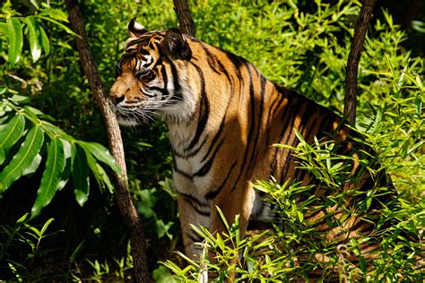 Sumatran Tiger ~ Struggling To Survive The Worlds L Flickr