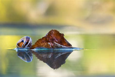 Entdecke auch wohnungen zur miete in leer! leere Wohnung trifft Herbstblatt Foto & Bild | natur ...