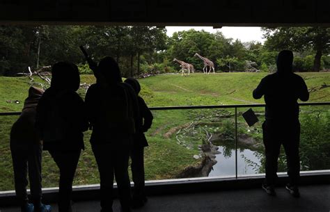 Woodland Park Zoo Reopens To The Public Heres How The Animals — And