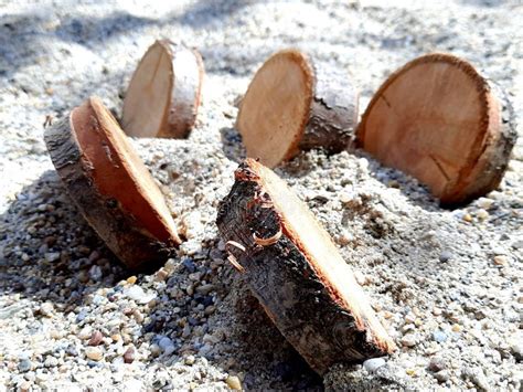Amazing Natural Wood Objects Round Pieces Of Wood Beautifully Arranged