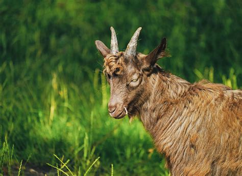 Brown Goat · Free Stock Photo