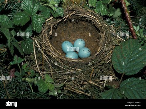Thrush Nest Eggs Hi Res Stock Photography And Images Alamy