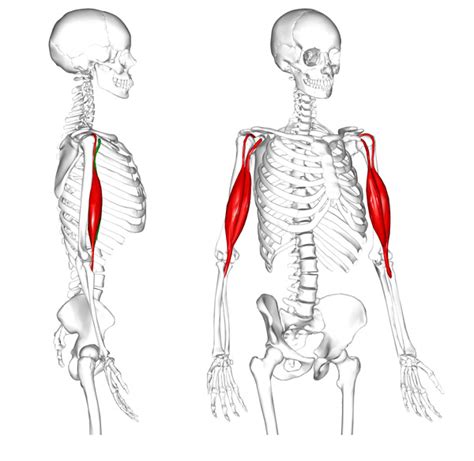 Biceps Brachii Anatomy