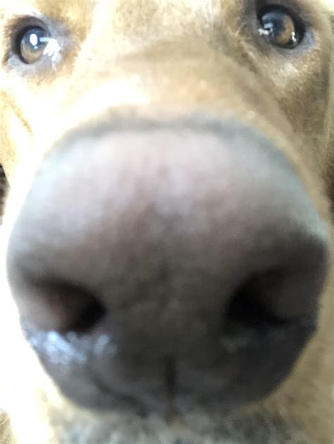 Extreme Close Up Boopthesnoot