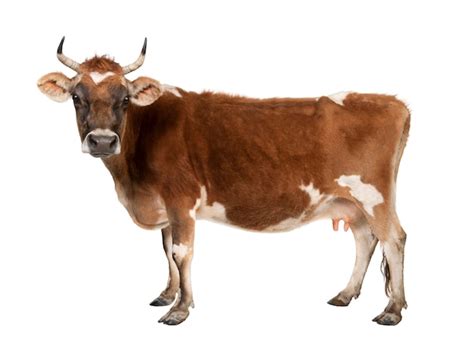 Premium Photo Brown Jersey Cow On A White Isolated