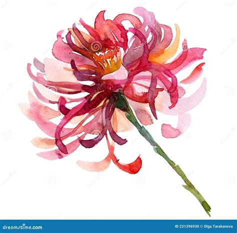 Watercolor Chrysanthemum Flower Stock Illustration Illustration Of
