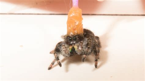 How The Jumping Spider Sees Its Prey The New York Times