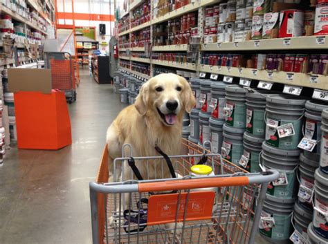 Great staff and they treat the animals with care. Are Dogs Allowed in Home Depot 2021 Stores Allow Pet ...