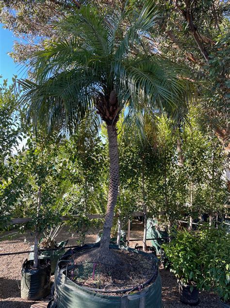 Phoenix Roebelenii Dwarf Date Palm True Green Nursery