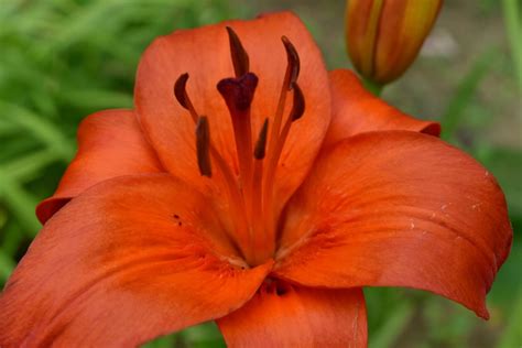 Image Libre Botanique Fermer En Détail Horticulture Lily Fleur