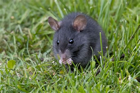 Black Rat Juvenile Wildlife Photographs By Rowland K Willis