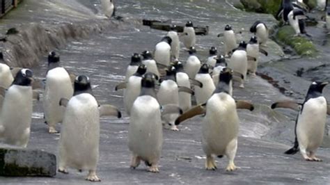 Edinburgh Zoo Cancels Penguin Parade For Three Months Bbc News