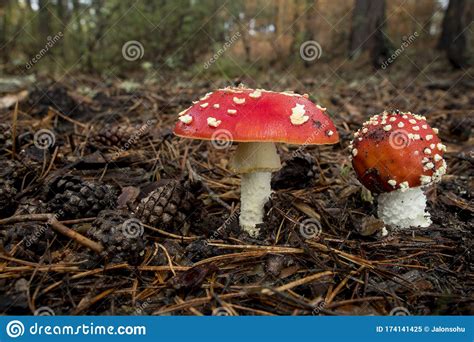 Amanita Muscaria Poisonous Mushroom And Natural Hallucinogen From The
